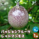 【送料無料】パッションフルーツ レッドマンモス 果樹の苗 9cmポット 1個売り 果樹苗 果樹の苗 パッションフルーツの苗 パッションフルーツ 果樹 果物 送料...