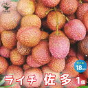 【品種特徴】佐多ライチは、江戸時代より伝わる鹿児島伝統のライチです。鮮やかな紅色の果皮で、食欲をそそる美しい実をつけます。果重が約20gと大玉で、糖度はなんと20〜25度と非常に甘く、シャインマスカット(糖度15〜17度)、あまおう(糖度約9度)と比べると、その甘さが分かります。収穫した直後は鮮やかな紅色の果実ですが、すぐに茶色に変色します。鮮度が落ちやすく、そのためもぎたてのライチの味は格別です！家庭菜園だからこそ味わえるもぎたてライチを、ぜひ味わってください。学名：Litchichinensiscv.タイプ：ムクロジ科レイシ属非耐寒性常緑小高木別名：茘枝(レイシ)果重：約20g糖度：20〜25度結実年数：2〜4年開花時期：2〜4月収穫時期：5〜7月樹高：2〜3m耐寒性：4度まで耐暑性：普通【ライチの育て方】■日当たり・置き場所熱帯果樹ですので、年間を通して日当たりの良い場所で管理してください。沖縄や九州といった暖地以外では越冬できませんので、鉢植えで管理します。春〜秋は屋外の日なたで育て、冬は室内で管理しましょう。雨が多いほど実がつきやすくなりますが、開花・結実期に雨が多いと着果不良の原因となります。■植え替え収穫量と土の容量は比例します。そのため、できるだけ大きな鉢に植え替えると、より収穫量が上がります。■用土弱酸性の、水はけの良い土壌を好みます。市販の専用培養土を使用するか、赤玉土6、ピートモス2、川砂2の割合で配合したものがよいでしょう。鉢の底に石等を敷いてから、鉢の1/3まで用土を入れ、苗を中心に置き、周りに土を入れることで、失敗なく鉢に土を入れることができます。■水やり土の表面が乾いたら、鉢底から流れ出るぐらいたっぷり与えてください。特に春〜秋の生育期はたっぷり水を与えてください。果実が形成される6〜7月は水切れになりやすいので、特に注意してください。冬は水の吸収量が減りますので水は控えめに、土が乾いたら水やりをしましょう。■肥料生育期の4、7、9月に、果樹用の有機質肥料または化成肥料を施してください。市販の果樹化成肥料は即効性があるせいか、多く与えすぎると葉が茶色く枯れたようになりますので、徐々に様子を見ながら施しましょう。■受粉・結実ライチは1本で結実しますが、虫による受粉が最も確実です。屋外や簡易ハウス等に鉢を入れて、虫を誘い出しましょう。また、ライチは果実となる雌花の割合が少ないので、枝の数を増やし、たくさんの花を咲かせることが、収穫量アップにつながります。■剪定枝の先に実りますので、樹高を抑えるように剪定すると、収穫が楽になります。剪定の適期は8月下旬頃、収穫後です。重なり合った枝、太い枝、内側に向かって伸びる枝を付け根から間引き、樹の内部まで日射しと風が良く入るようにし、上に伸びていく枝は切り詰めます。翌年の花(果実)は、その年に伸びた発育の良い枝の先端につくので、その年に伸びた枝の先端は切り詰めないよう注意してください。■取り木の仕方適期は2〜3月です。5センチ程度剥離し、ミズゴケを撒きつけ、乾燥させないようビニールで覆いつくします。うまくいけば、8月〜9月頃には根が出てきます。【お読みください】掲載苗画像はお届けする大苗のイメージです。背丈・株張りなどは出荷タイミングや毎年の気象などで、小さくなったり大きくなったりすることがあります。弊社基準に達した苗のみ出荷しております。ご了承ください。植物アレルギーのある方は、栽培にも利用にも注意が必要です。植物には個体差があります。生育や収穫量などは毎年の気候や栽培環境により変化します。ご了承ください。【検索キーワード】果樹の苗 果樹苗 苗木 ライチ佐多 ライチ 熱帯果樹 茘枝 レイシ 佐多ライチ 大玉 鹿児島 Litchi chinensis cv 糖度 高い 甘い 常緑小高木 収穫 家庭菜園 農園 農場 栽培 庭 果物の苗 果物苗 果実 フルーツ 南国 鉢植え 地植え 庭植え ギフト プレゼント 贈り物 贈答 母の日 父の日 敬老の日 記念日 お祝い 誕生日 おしゃれ 観賞 植物 食べ方 育てやすい 育て方 イタンセ ITANSE 送料無料