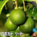 ITANSE アボカド リード 果樹の苗木 5号ポット アボガド 果樹苗 ワニナシ 鰐梨 森のバター 果物 サラダ 送料無料 即納