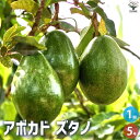ITANSE アボカド ズタノ 5号ポット 接木苗 果樹の苗木 Bタイプ Aタイプ ハス メキシコーラ 受粉樹 相性 良い 1本で実はなりにくい 別品種 混植す...