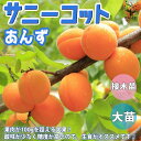 【マラソン中★ポイントUP】アンズの苗木 サニーコット(おひさまコット)【果樹苗 1～2年生 接木苗12～15cmポット/1個】アンズ苗 アンズの苗 あんず苗 アンズの苗木 あんずの苗 杏苗 杏の苗 杏子の苗 庭植え 花木 植木 庭木 鉢植え 記念樹 PVP