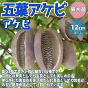 【P2倍★マラソン期間中】アケビの苗木 五葉【果樹苗 1〜2年生 挿木苗12cmポット/1個】アケビ苗 アケビの苗 あけび苗 あけびの苗木 木通の苗 ムベ むべ...