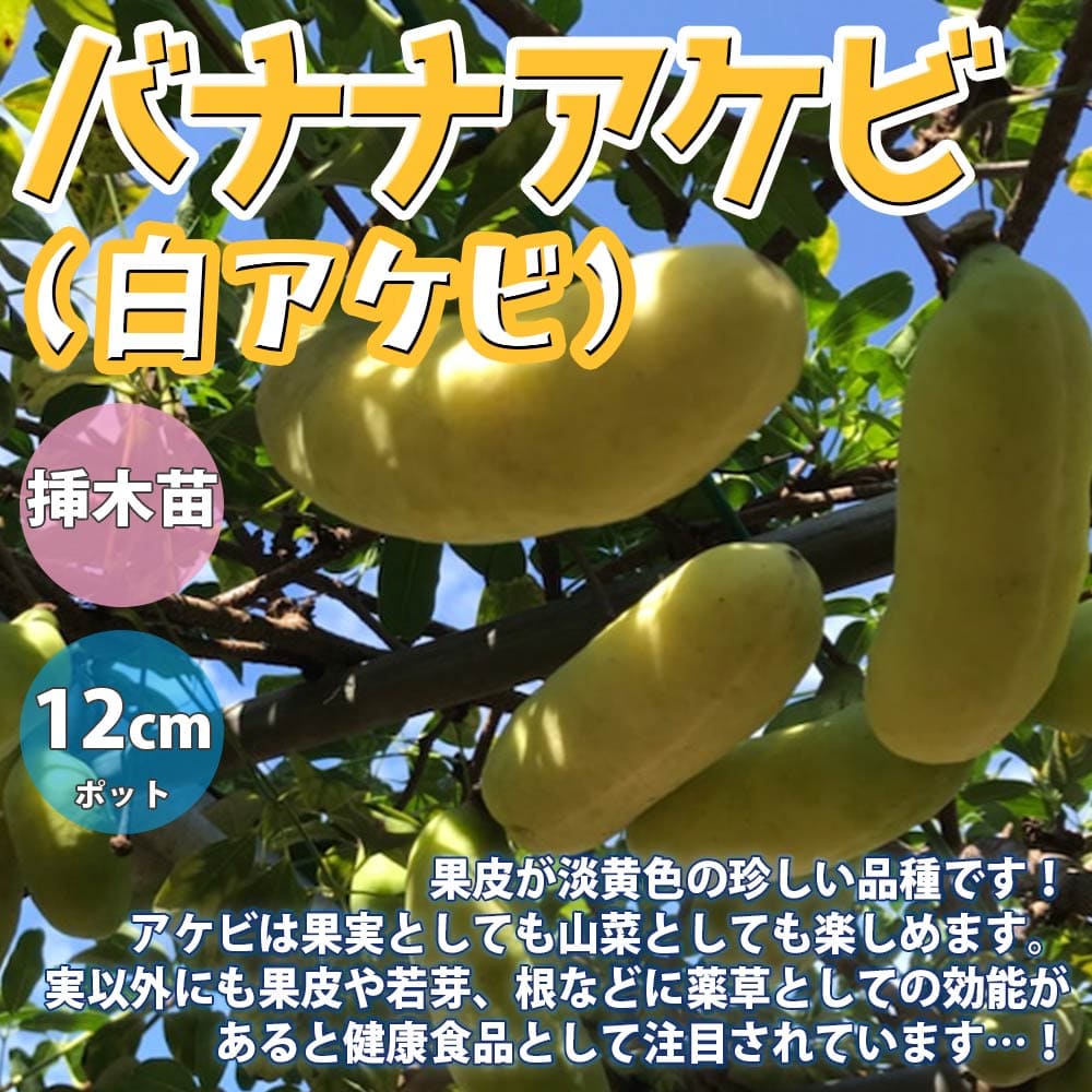 【送料無料】アケビの苗木 バナナアケビ【果樹苗 1～2年生 挿木苗12cmポット/1個】アケビ苗 アケビの苗 あけび苗 あけびの苗木 木通の苗 ムベ むべ 木通苗 薬草 山菜 農園 庭植え 趣味 園芸 収穫 花木 植木 庭木 鉢植え 野木瓜