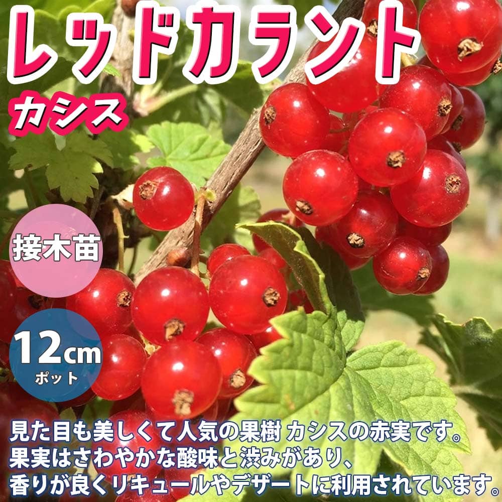 赤い実のなる木14選 庭木や街路樹など季節別に気になる植物をご紹介 暮らし の