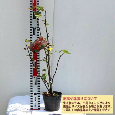 赤い実のなる木14選 庭木や街路樹など季節別に気になる植物をご紹介 暮らし の 赤い実のなる木14選 庭木や街路樹など季節別に気になる植物をご紹介 暮らし の