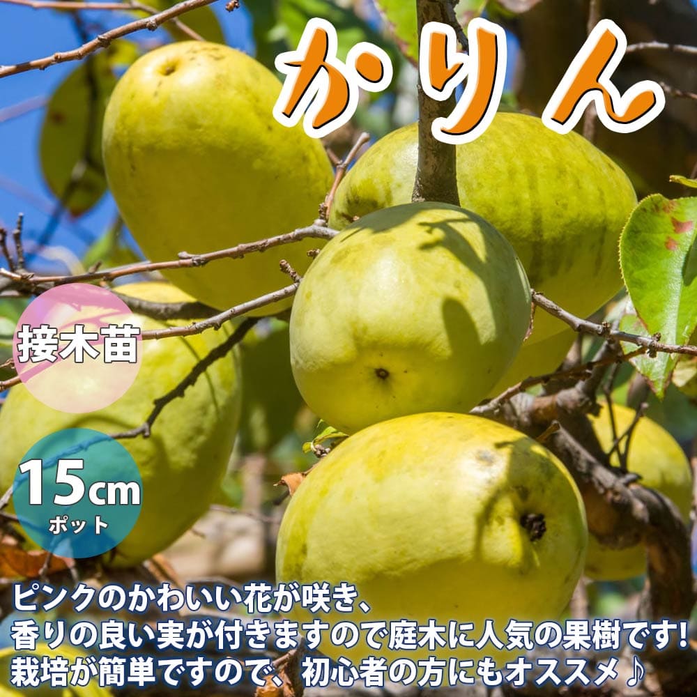 カリンの苗木かりん苗 かりんの苗 カリン カリンの苗 花梨の苗 花梨の苗木 花櫚 縁起木 バラ科 庭植え 花木 植木 庭木 鉢植え 生け垣 記念樹 路地植え 販売店 通販