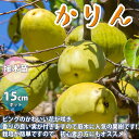 【P2倍★マラソン期間中】カリンの苗木【果樹苗 1年生 接木苗12〜15cmポット/1個】かりん苗 かりんの苗 カリン カリンの苗 花梨の苗 花梨の苗木 花櫚 ...