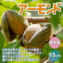 【P2倍★マラソン期間中】アーモンドの苗木【果樹苗 1〜2年生 接木苗15cmポット/1個】アーモンド苗 アーモンドの苗 アーモンドの木 ヘントウ 扁桃 ハタン...