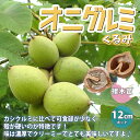 【P2倍★マラソン期間中】くるみの苗木 オニグルミ【果樹苗 1〜2年生 実生苗12cmポット/1個】クルミ苗 クルミの苗 クルミの木 くるみ苗 胡桃の苗 胡桃苗...