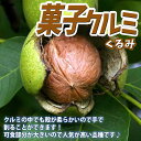 【P2倍★マラソン期間中】くるみの苗木 菓子クルミ【果樹苗 1〜2年生 実生苗15cmポット/1個】クルミ苗 クルミの苗 クルミの木 くるみ苗 胡桃の苗 胡桃苗...