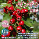 【P2倍★マラソン期間中】サンザシの苗木【果樹苗 1〜2年生 接木苗15cmポット/1個】サンザシ苗 サンザシの苗 サンザシの木 サンザシの苗木 山査子 庭植え...