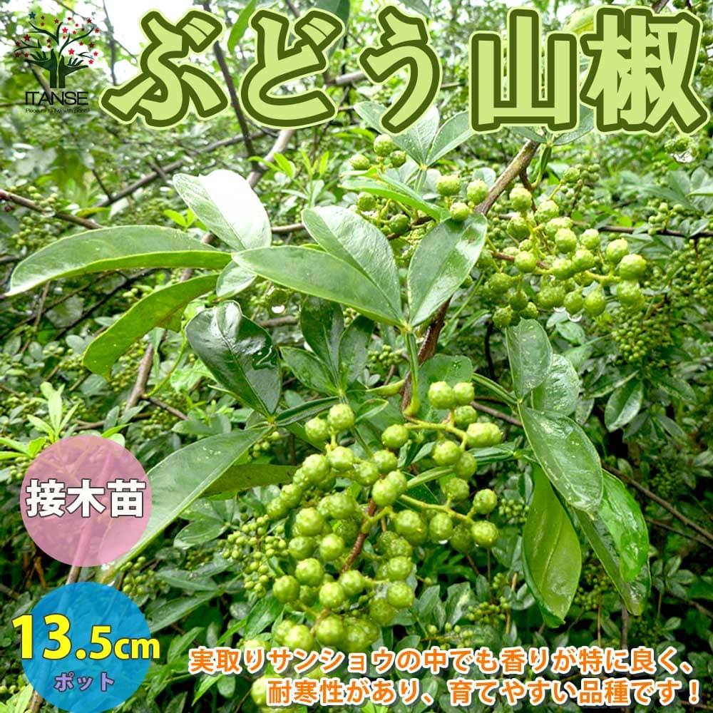 【送料無料】山椒の苗木 ぶどう山椒 ブドウサンショ 【果樹の苗木 13.5cmポット 1年生 接木苗／1個売り】山椒苗 さんしょう苗 さんしょ苗 サンショウ苗 サンショ苗 花山椒苗 花山椒苗木 花山椒…