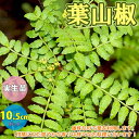 【P2倍★マラソン期間中】葉山椒 ハザンショウ 山椒の苗木【果樹の苗 9〜10.5cmポット