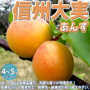 【P2倍★マラソン期間中】信州大実 あんずの苗木【果樹の苗木 12〜15cmポット 1年生 接木苗/1個売り】アンズ苗 アンズの苗 あんず苗 アンズの苗木 あん...
