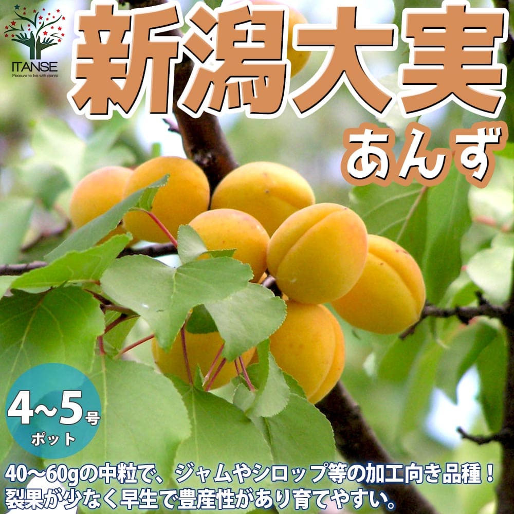 【送料無料】新潟大実 あんずの苗木【果樹の苗木 12～15cmポット 1年生 接木苗／1個売り】アンズ苗 アンズの苗 あんず苗 アンズの苗木 あんずの苗 杏苗 杏の苗 杏子の苗 信州大実 簡単栽培 ガーデニング