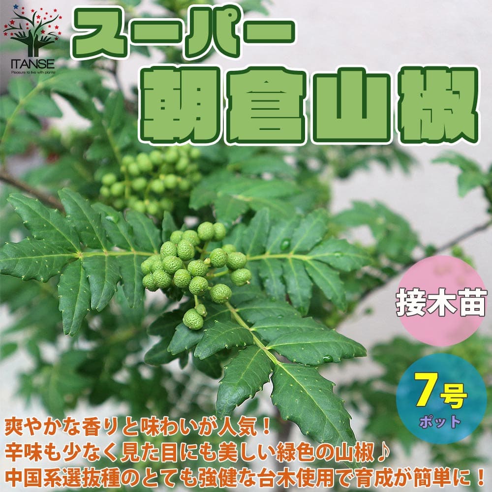 【送料無料】スーパー朝倉山椒(あさくらさんしょう/トゲ無し実山椒)の苗木 山椒の苗木【果樹の苗木 7号大苗 接木苗／1個売り】山椒苗 さんしょう苗 さんしょ苗 サンショウ苗 サンショ苗 ハーブ 栽培 ガーデニング 家庭菜園 農園