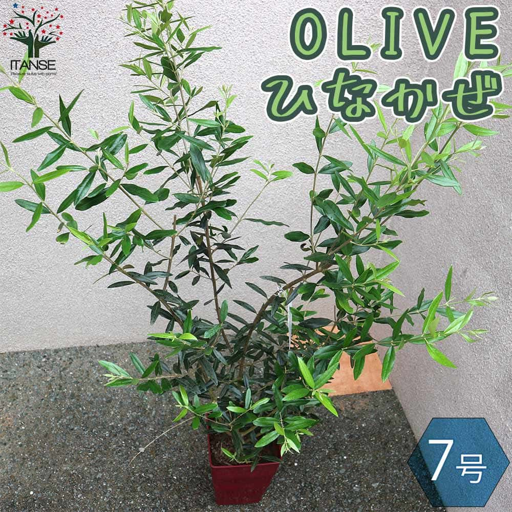 ̵ۤҤʤ ꡼֤ڡڲ̼ 7ȭ LL 1ۥ꡼ ꡼ ꡼֤ ꡼֤ ꡼ Ҥʤ hinakaze olive ܥĥ꡼