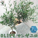 ڥޥ饽ݥUPۥޥ󥶥˥ äꤷ ꡼֤ڡڲ̼ 7ȭ 5ǯ ޤġ1ۥ꡼ ꡼ ꡼ Ҥʤ hinakaze olive ܥĥ꡼