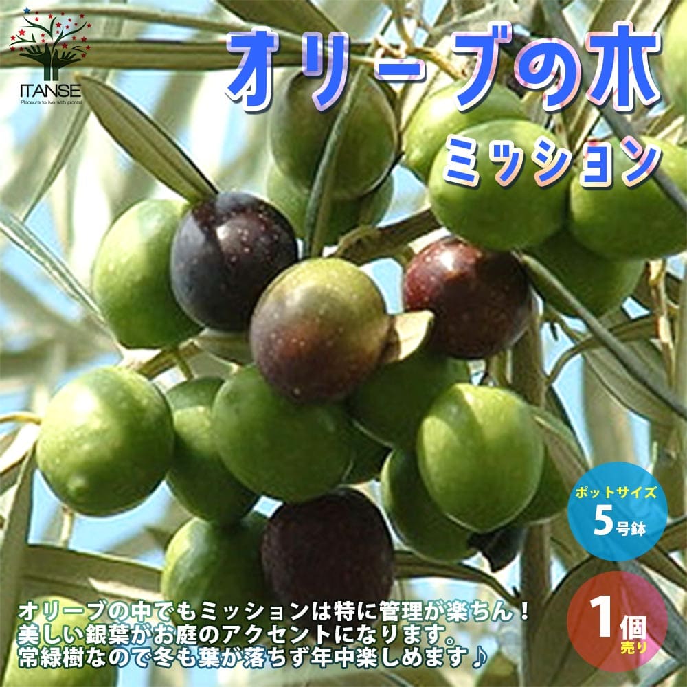 【送料無料】ミッション オリーブの苗木【果樹の苗木 5号ポット苗 2年生 挿し木苗／1個売り】オリーブ苗 オリーブ苗木 オリーブの苗木 オリーブの苗 おりーぶ olive シンボルツリー 家庭菜園 ガーデニングのサムネイル
