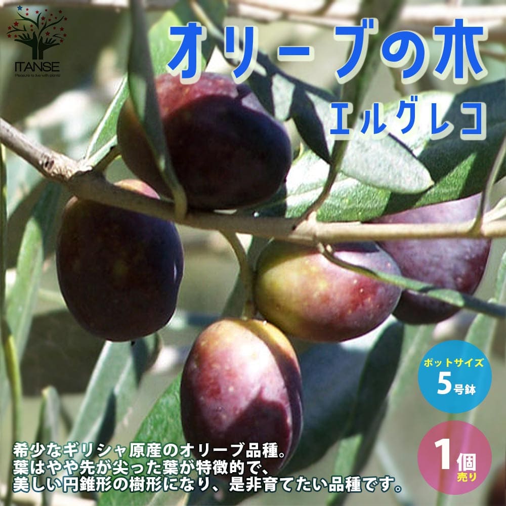 【送料無料】エルグレコ オリーブの苗木【果樹の苗木 5号ポット苗 2年生 挿し木苗／1個売り】オリーブ苗 オリーブ苗木 オリーブの苗木 オリーブの苗 おりーぶ olive シンボルツリー 家庭菜園 …