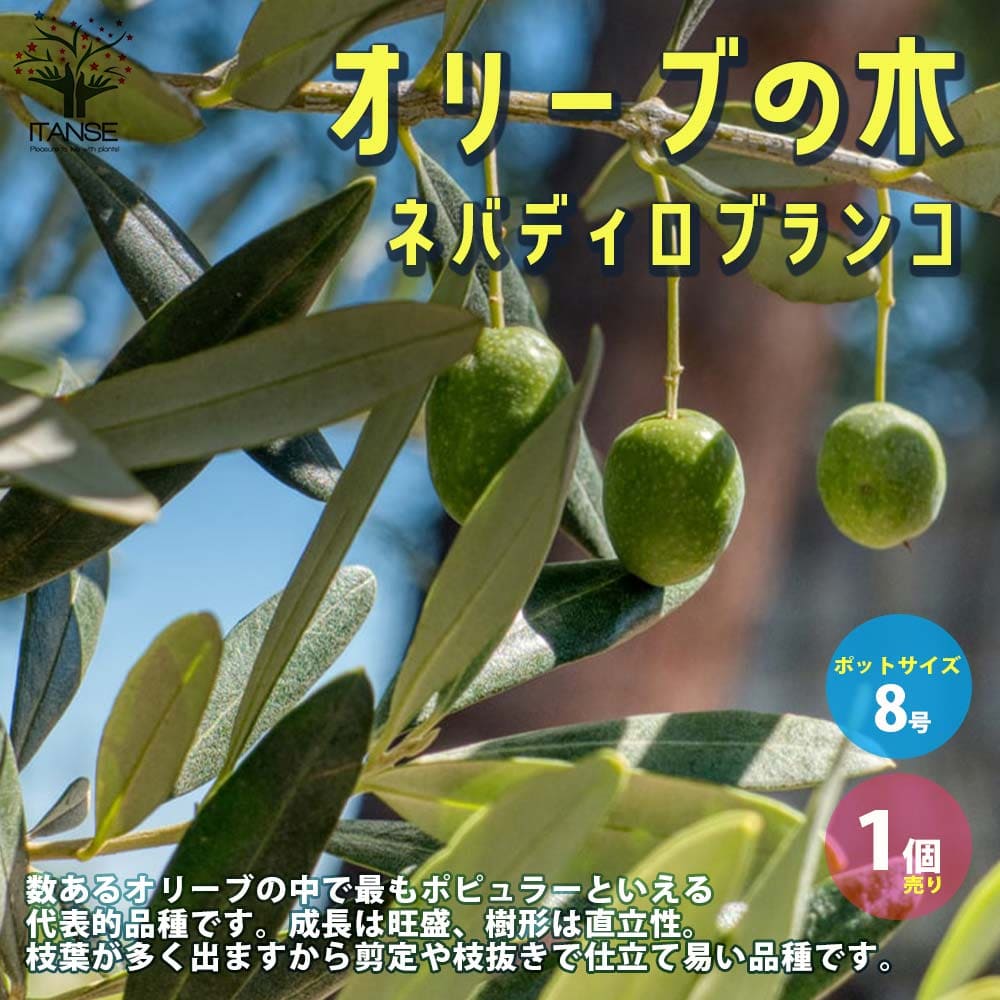 ネバディロブランコは数あるオリーブの中で最もポピュラーといえる代表的品種です。 成長は旺盛、樹形は直立性。 枝葉が多く出ますから剪定や枝抜きで仕立て易い品種です。 成長は旺盛で樹形は直立性です。 初心者でも比較的育てやすい品種といえます。 花粉量が多いので、受粉樹にも向いています。 学名：Olea europaea Nevadillo Blanco タイプ：モクセイカ科オリーブ属 常緑中高木 原産地：小アジア 樹高：2m以上 開花時期：5月〜7月 収穫期：10月下旬〜11月中旬 ※商品の特性上、背丈・形・大きさ等、植物には個体差がありますが、 同規格のものを送らせて頂いております。 また、植物ですので多少の枯れ込みやキズ等がある場合もございます。 【育て方】 ■日当たり・置き場所 日光を好むので、庭植え、鉢植えともに日当たりが良い場所を選びます。 通気性の良い肥沃な用土をを好みます。 ■水やり 鉢土の表面が白く乾いたら、鉢底の穴から少し流れ出るくらいたっぷり与えます。 庭植えの場合は、土質にもよりますが、苗木や植えつけ直後の木を除けば水やりはほとんど必要ありません。 ■肥料 庭植えは2月と10月に、鉢植えは2月、6月、10月に有機質肥料か速効性化成肥料を施します。 ■剪定 適期は3月〜4月と、9月〜10月で、細かな剪定よりも、整枝が大事です。 伸びたら切るの繰り返しでは、樹勢が落ち着かず、結実しません。 場所に余裕があれば、一般には開心自然形に仕立てます。 場所が狭い場合は、主幹形に仕立て、側枝は角度を広くとり、枝垂れるように仕立てます。 【お読みください】 植物には個体差があり、お届け時には掲載画像と異なったイメージになる場合が御座います。 背丈・株張りなどは出荷タイミングや季節などで、小さくなったり大きくなったりします。 植物の状態を確認し、生育に問題が無い事を確認して出荷しております。 ご了承ください。【検索キーワード】イタンセ いたんせ ITANSE itanse オリーブ苗 オリーブ苗木 オリーブの苗木 オリーブの苗 おりーぶ ねばでぃろぶらんこ olive 苗木 果樹苗 果樹 果物 栽培 成長が早い ガーデニング 家庭菜園 農園 庭植え ギフト プレゼント 贈り物 園芸 庭木 玄関 花木 植木 果樹畑 鉢植え 観葉植物 観賞用 シンボルツリー 新築祝い 記念樹 お祝い 贈答