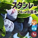 【送料無料】プルーンの苗木 スタンレー 【果樹の苗木 1年生接木苗12～15cmポット／1個売り】プルーン苗 プルーンの苗 プルーンの木 プルーンの苗木 バーバンクの苗 プラムの苗 プラム苗 西洋すもも 西洋スモモ