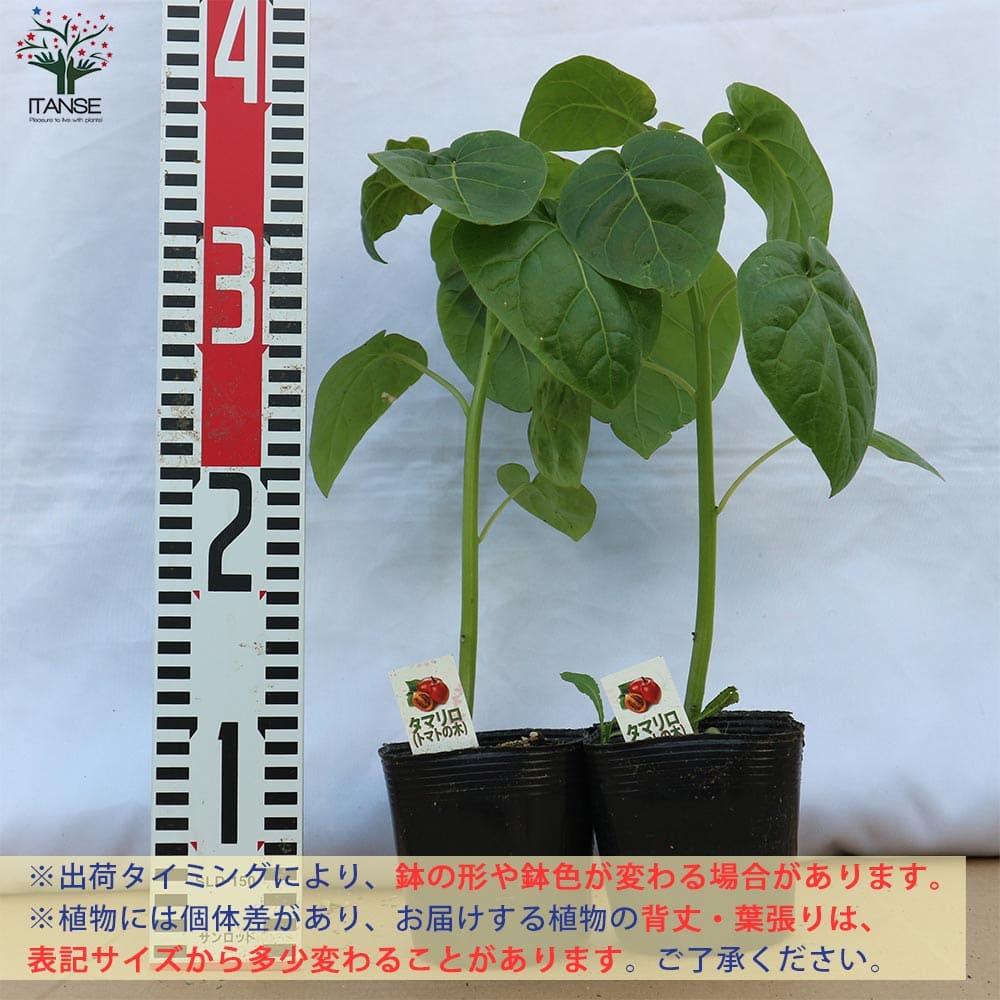 果樹苗 果樹 果物 くだもの 栽培 農園 農場 実 趣味 園芸 収穫 果実ガーデニング 家庭菜園 新作人気モデル 簡単栽培 鉢植え 庭植え プランター ベランダ ツリートマト あす楽 タマリロ苗 タマリロ 夏植え 春植え Tomato たまりろ苗 トマトの木 フルーツ ガーデニング の苗
