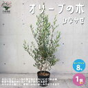 【P2倍★マラソン期間中】オリーブの苗木品種:ひなかぜ【果樹の苗木 8号ポット苗/1個売り】オリーブ苗 オリーブ苗木 オリーブの苗木 オリーブの苗 おりーぶ o...
