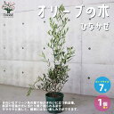 【P2倍★マラソン期間中】オリーブの苗木品種:ひなかぜ【果樹の苗木 7号スリット鉢/1個売り】オリーブ苗 オリーブ苗木 オリーブの苗木 オリーブの苗 おりーぶ ...