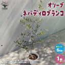 【送料無料】オリーブの苗木 品種：ネバディロブランコ【果樹の苗木 Mサイズ6号鉢／1個売り】オリーブ苗 オリーブ苗木 オリーブの苗木 オリーブの苗 おりーぶ olive シンボルツリー 家庭菜園 ガーデニング