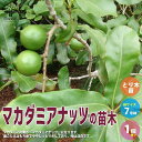 【送料無料】マカダミアナッツの苗木 果樹の苗木 とり木苗 7号スリット鉢 1個売り 果樹苗 果樹 果物 くだもの 栽培 ガーデニング 送料無料 即納