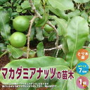 【送料無料】マカダミアナッツの苗木 【果樹の苗木 とり木苗 7号スリット鉢／1個売り】果樹苗 果樹 果物 くだもの 栽培 ガーデニング