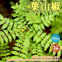 この山椒は雄株なので葉を利用します。葉の付け根の対称の位置に鋭い棘があり、葉は長さが5〜15位です。 小さな葉が奇数になり羽状の形をしていていて、5〜13枚のギザギザの葉が対(つい)でついています。 葉には特有の柑橘に似た爽やかな香りがあります。 学名：Zanthoxylum piperitum タイプ：ミカン科サンショウ属 落葉低木 樹高：2〜4m 花：4〜5月 【※落葉樹ですので、秋から4月頃までは葉の無い幹だけの状態での出荷となります。出荷タイミングにより、苗の大きさは多少大きくなったり小さくなったりしますが、生育に問題が無い苗を選んで出荷します。植物ですので多少の葉傷み等がある場合もございますが、あらかじめ、ご了承下さい】 【育て方】 日当たりが良く水はけの良い場所に植えましょう。根が浅く水切れが起きやすいです。 庭植えでも夏場は水やりが必要な時があります。 半日陰の場所で育てた方が管理が楽です。 日当たりが良すぎると水切れしやすいです。 環境が合えば、手間なく収穫できます。 夏は株元にマルチングなどをして土中の水分蒸発を防いでください。 2月に肥料をやりましょう。 【重要ポイント】 植え替えの時に根をいじらないこと。 根の周りの土もできるだけ落とさないでください。 【お読みください】 植物には個体差があり、お届け時には掲載画像と異なったイメージになる場合が御座います。 背丈・株張りなどは出荷タイミングや季節などで、小さくなったり大きくなったりします。 植物の状態を確認し、生育に問題が無い事を確認して出荷しております。ご了承ください。 【検索キーワード】山椒苗 さんしょう苗 さんしょ苗 サンショウ苗 サンショ苗 葉山椒苗 葉サンショウ 葉山椒 椒 ハジカミ 木の芽 果樹苗 ハーブ 栽培 ガーデニング 家庭菜園 農園 庭植え 新鮮 農場 実 趣味 園芸 収穫 果実 花木 植木 鉢植え 料理 レシピ スパイス 香辛料 料理 四川料理 四川山椒 中国山椒 中華山椒 胡椒 山椒 花椒 ITANSE イタンセ prime プライム 送料無料 山椒の葉の佃煮 粉山椒 山椒の葉 フレッシュハーブ