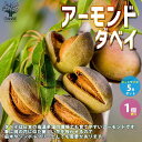 【送料無料】アーモンド ダベイ【果樹の苗木 5号／1個売り】アーモンドの苗木 アーモンドの木 オイル ヘーゼルナッツ ナッツ クルミ くるみ おつまみ 西洋ハシバミ 果樹苗 熱帯果樹 庭木 植木 鉢植え 地植 シンボルツリー