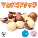 【送料無料】マカダミアナッツの苗木 果樹の苗木 5号ポット 1個売り Macadamia integrifolia ヤマモガシ 常緑高木 家庭菜園 送料無料 即...