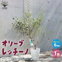 【送料無料】オリーブの苗木 レッチーノ【果樹の苗木白テーパード鉢6号／1個売り】オリーブ苗 オリーブ苗木 オリーブの苗木 オリーブの苗 おりーぶ olive シンボルツリー 家庭菜園 ガーデニング