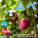 【P2倍★マラソン中】 ムベの苗 果樹の苗木 4~5号ポット 1個売り トキワアケビ ウベ 郁子 野木瓜 長命樹 庭園樹木 盆栽 シンボルツリー 常緑つる性植物 栽培 送料無料 即納