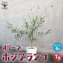 【P2倍★マラソン期間中】オリーブの苗木 品種:ホジブランコ(オヒブランカ)【果樹の苗木 6号白テーパード鉢 Mサイズ/1個売り】オリーブ苗 オリーブ苗木 オリ...