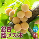 【送料無料】銀杏 雌(メス)木 【果樹の苗木 4～5号 ／1個売り】ぎんなん いちょう ギンナン イチョウ 公孫樹 こうそんじゅ 鴨脚樹 イーチャオ ヤーチャオ Maidenhair tanse