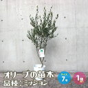【P2倍★マラソン期間中】オリーブの苗木品種:ミッション【果樹の苗木 7号テーパード鉢/1個売り】オリーブ苗 オリーブ苗木 オリーブの苗木 オリーブの苗 おりー...