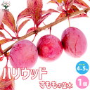 【P2倍★マラソン期間中】スモモの苗木 ハリウッド【果樹の苗木 4〜5号ポット/1個売り】果樹苗 果樹の苗 すももの苗 すもも スモモ 果樹 プラム プラムの苗...