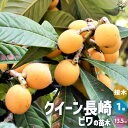 【P2倍★マラソン期間中】枇杷(びわ)の苗木 品種:クイーン長崎【果樹の苗 1年生接木苗13.5cmポット/1個売り】ビワ苗 ビワの苗 ビワの苗木 ビワ苗木 枇...
