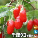 【P2倍★マラソン期間中】クコの苗木 品種:千成クコ(センナリクコ)【果樹の苗 1〜2年生挿し木苗12cmポット/1個売り】果樹の苗 果樹の苗木 果樹の木 クコ...