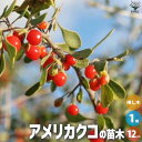 【P2倍★マラソン期間中】クコの苗木 品種:アメリカクコ【果樹の苗 1〜2年生挿し木苗12cmポット/1個売り】果樹の苗 果樹の苗木 果樹の木 クコ 枸杞 ウル...