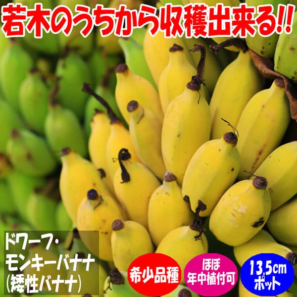楽天市場】耐寒 性 バナナの通販 楽天市場】耐寒 性 バナナの通販