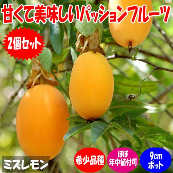 ミズレモン【果樹苗 9cmポット2個】レモン lemon 年中植付け 通年 育てやすい トケイソウ ラウリフォリア 長期間開花 美味しい Water Lemon 甘い 果汁 薄皮 料理 耐暑性 実つき