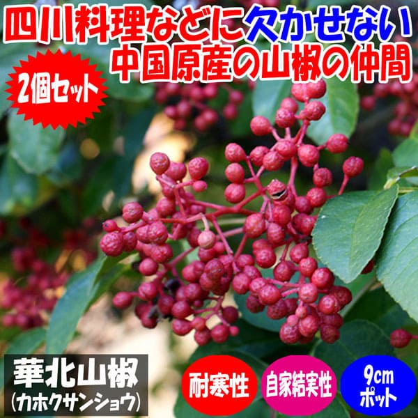 【送料無料】華北山椒(カホクサンショウ)9cmポット苗(挿し木苗)お買い得2個セット四川料理などに欠かせない中国原産の山椒の仲間。四川山椒とも呼ばれます。【果樹1年生挿し木苗】自家結実性あり、1本で実を付けます。