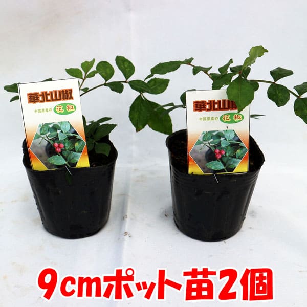 【送料無料】華北山椒(カホクサンショウ)9cmポット苗(挿し木苗)お買い得2個セット四川料理などに欠かせない中国原産の山椒の仲間。四川山椒とも呼ばれます。【果樹1年生挿し木苗】自家結実性あり、1本で実を付けます。