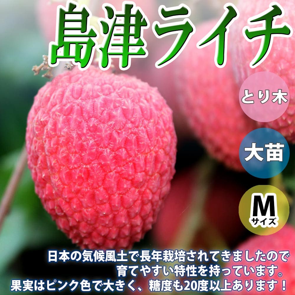 【マラソン中★ポイントUP】ライチ苗 島津ライチ【果樹苗 3～4年生苗 取り木苗 6号ポット Mサイズ 1鉢】人気品種 らいち苗 Lychee 苗木 とり木苗 レイシ 茘枝 シンボルツリー 庭園果樹 庭木 植木 開店祝い 新築祝い