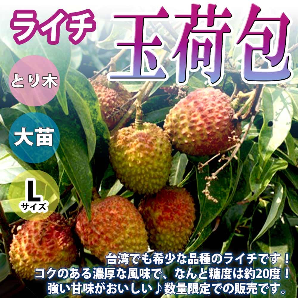 【マラソン中★ポイントUP】ライチ 玉荷包(ぎょくかほう)【果樹苗 4～5年生苗 取り木苗 6号ポット Lサイズ 1鉢】人気品種 らいち苗 Lychee 苗木 とり木苗 レイシ シンボルツリー 庭園果樹 庭木 植木 開店祝い 新築祝い